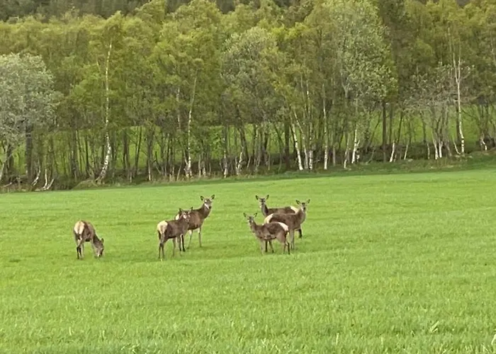 Atlantis With Sauna And Great Views * Vevang